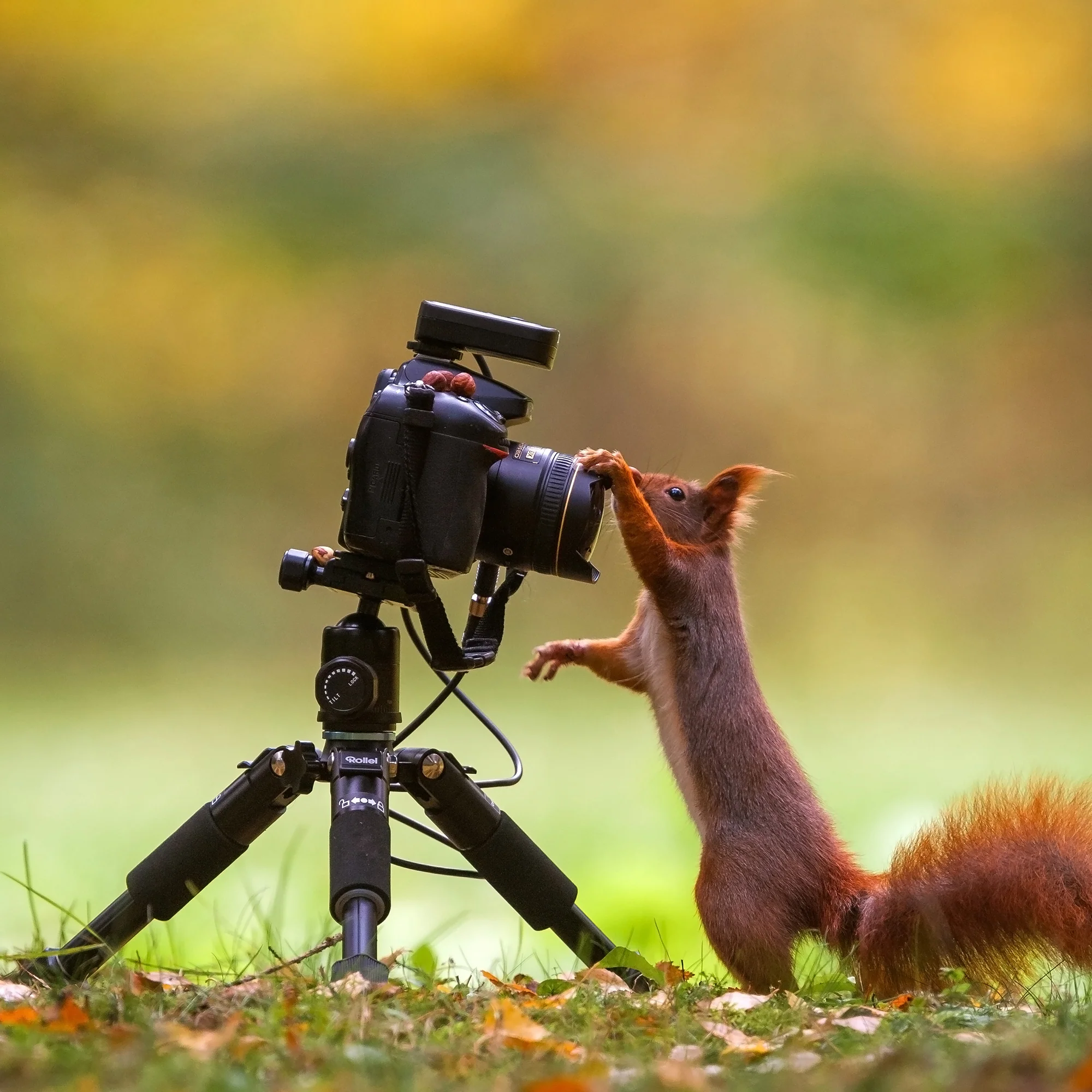 Compact Traveler Mini M-1 Stativ schwarz - Image 3